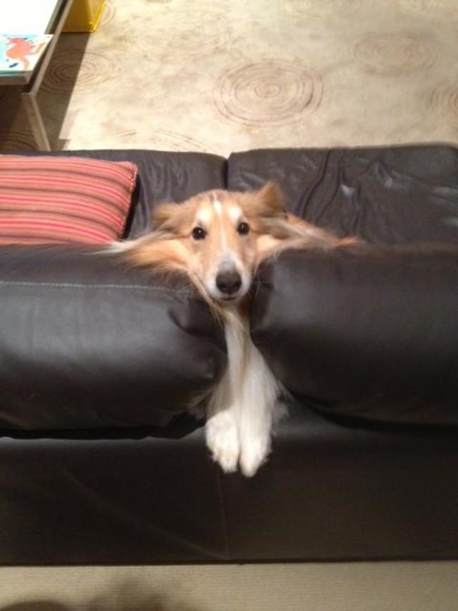 Kutya a kanapén | Fotó: reddit.com