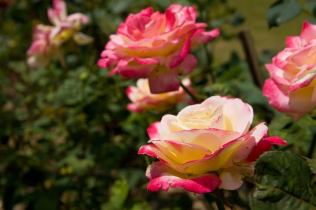 A rózsa nemcsak szép, finom is! - PROAKTIVdirekt Életmód magazin és hírek - proaktivdirekt.com
