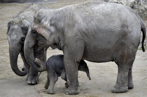 Kiselefánt született a Budapesti állatkertben | MTI Fotó: Kovács Attila