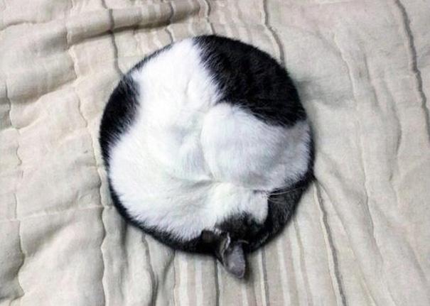Tökéletes véletlen | Fotó via boredpanda.com