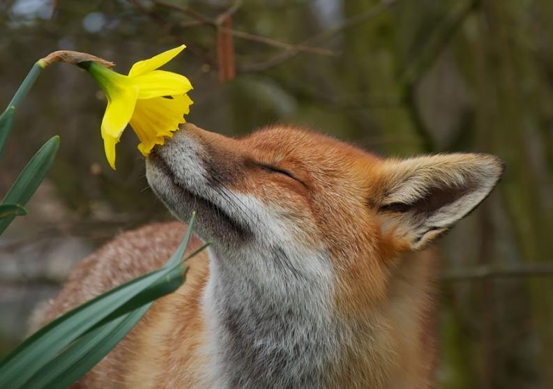 Állatok és virágok | fotó: boredpanda.com
