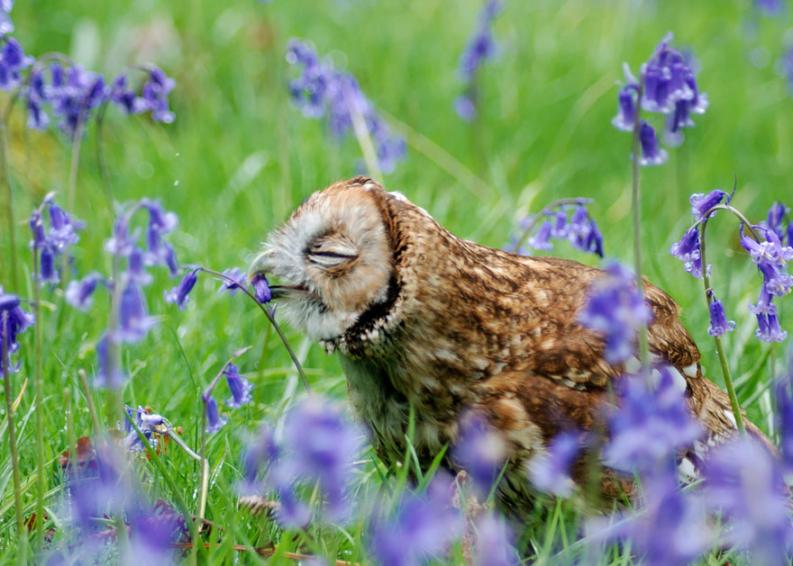 Állatok és virágok | fotó: boredpanda.com