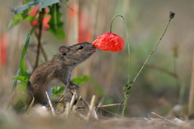Állatok és virágok | fotó: boredpanda.com