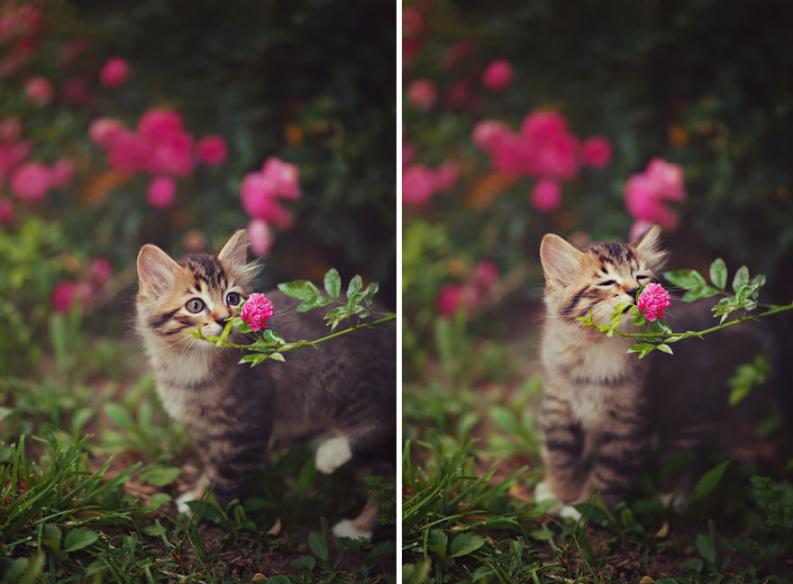 Állatok és virágok | fotó: boredpanda.com