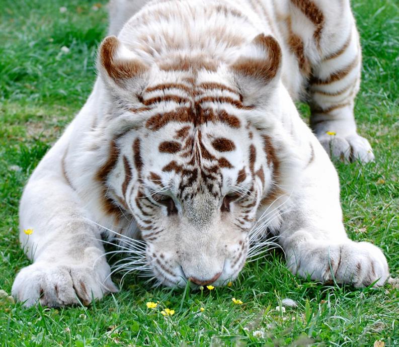 Állatok és virágok | fotó: boredpanda.com