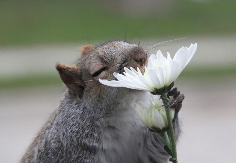 Állatok és virágok | fotó: boredpanda.com