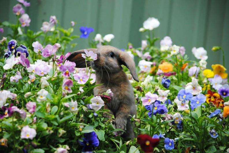 Állatok és virágok | fotó: boredpanda.com