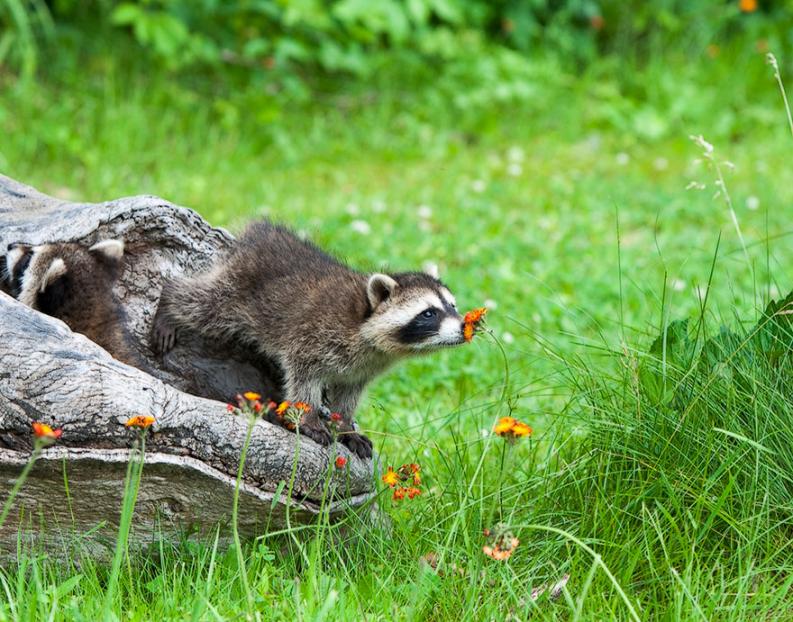 Állatok és virágok | fotó: boredpanda.com
