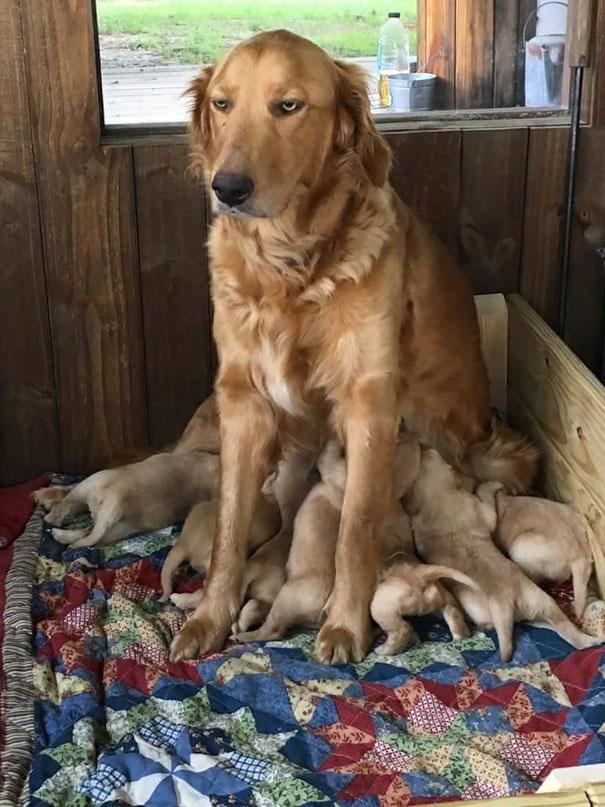 Az anyaság szépségei | Fotó via boredpanda.com