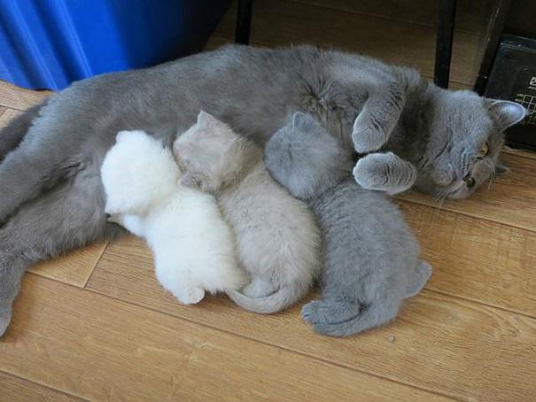Az anyaság szépségei | Fotó via boredpanda.com