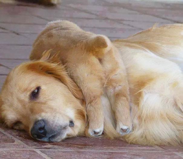 Az anyaság szépségei | Fotó via boredpanda.com