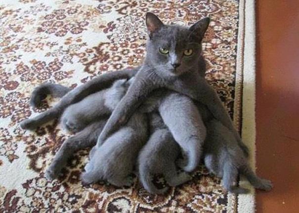 Az anyaság szépségei | Fotó via boredpanda.com