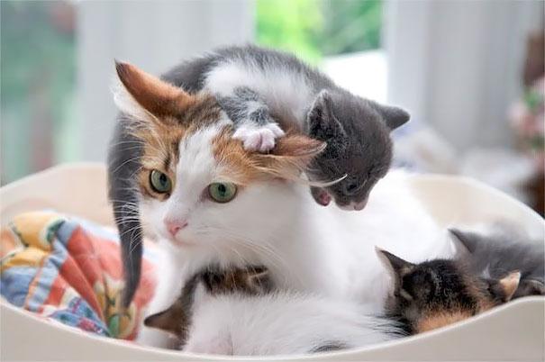 Az anyaság szépségei | Fotó via boredpanda.com