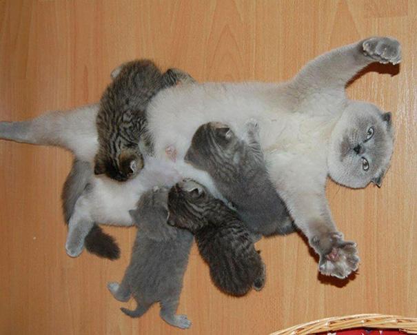 Az anyaság szépségei | Fotó via boredpanda.com