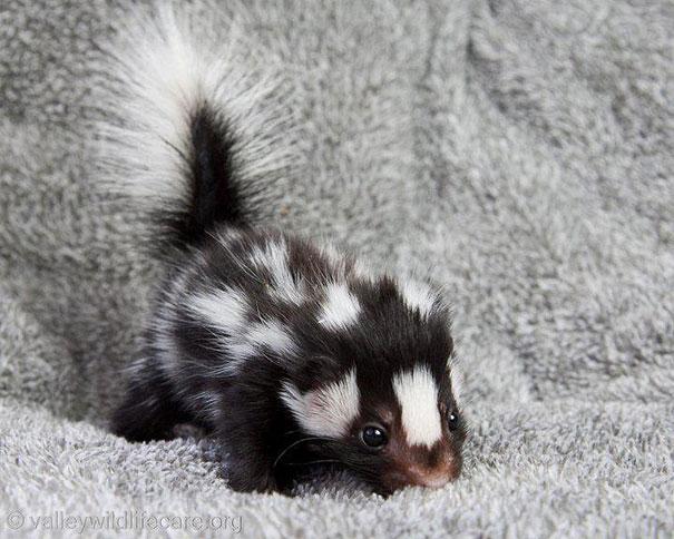 Bébi állatok | Fotó: boredpanda.com