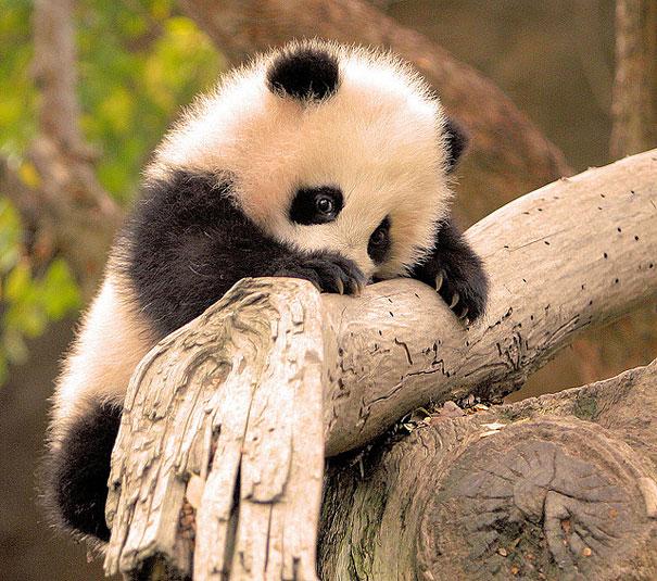 Bébi állatok | Fotó: boredpanda.com