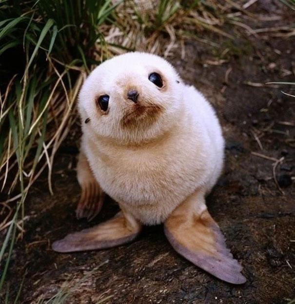 Bébi állatok | Fotó: boredpanda.com