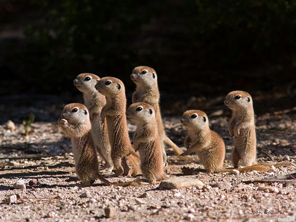 Bébi állatok | Fotó: boredpanda.com
