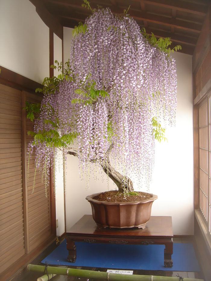Bonsai fa | Fotó: boredpanda.com