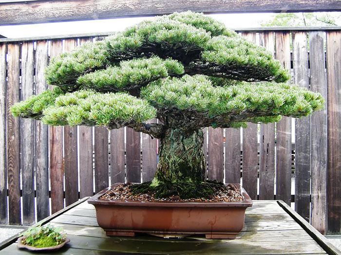 Bonsai fa | Fotó: boredpanda.com