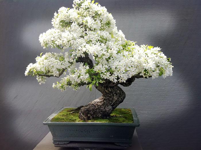 Bonsai fa | Fotó: boredpanda.com