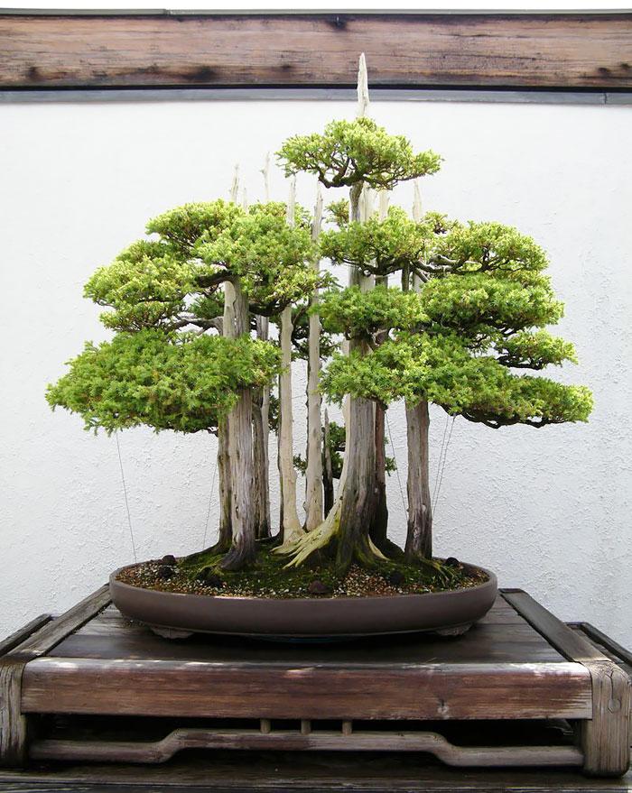 Bonsai fa | Fotó: boredpanda.com