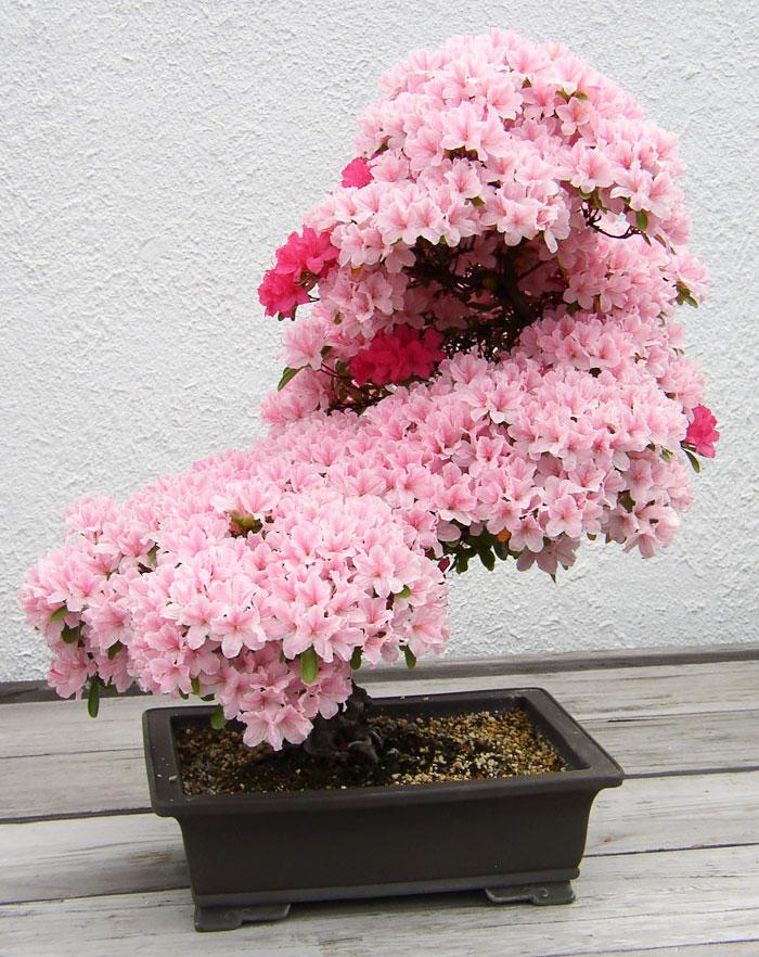 Bonsai fa | Fotó: boredpanda.com