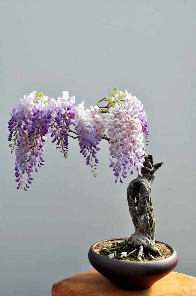 Bonsai fa | Fotó: boredpanda.com