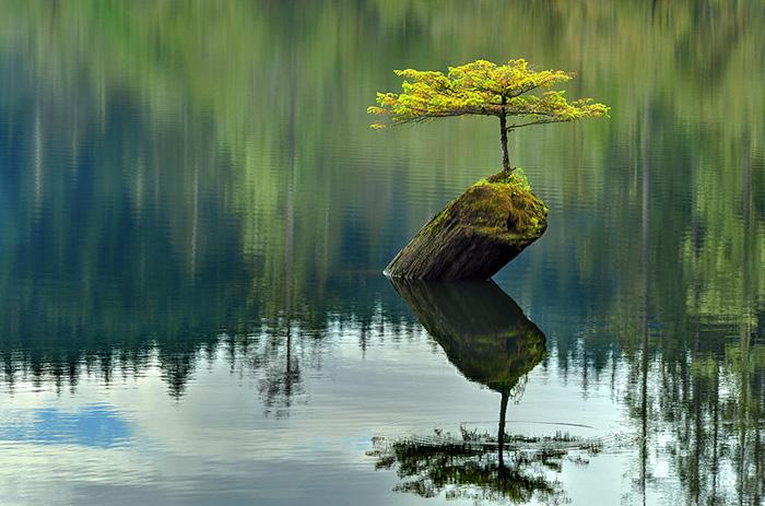 Bonsai fa | Fotó: boredpanda.com