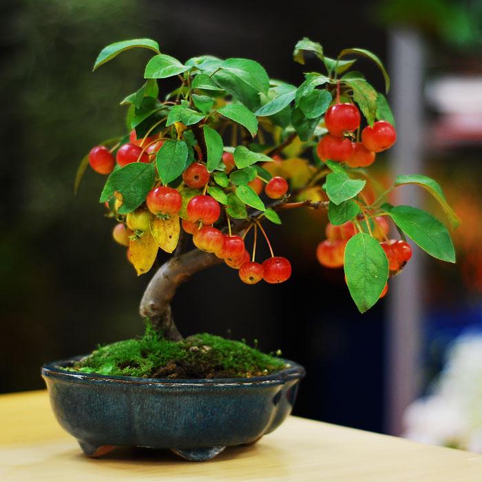 Bonsai fa | Fotó: boredpanda.com