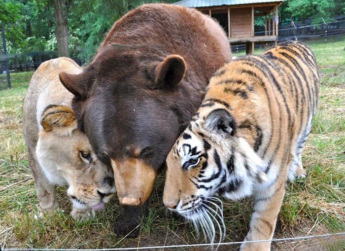 Medve, tigris, oroszlán - barátság | Fotó via boredpanda.com