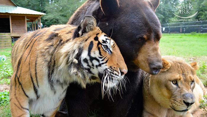 Medve, tigris, oroszlán - barátság | Fotó via boredpanda.com