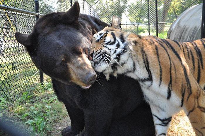 Medve, tigris, oroszlán - barátság | Fotó via boredpanda.com