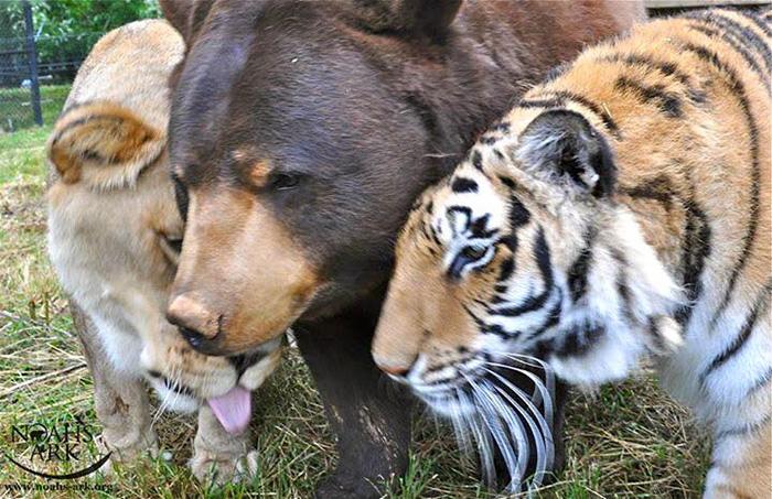 Medve, tigris, oroszlán - barátság | Fotó via boredpanda.com