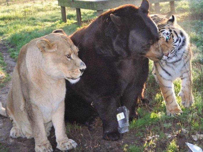Medve, tigris, oroszlán - barátság | Fotó via boredpanda.com