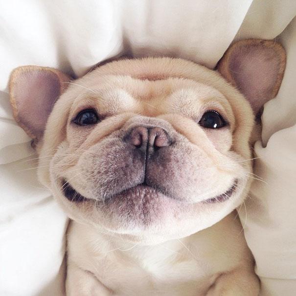 Bulldog | Forrás: boredpanda.com