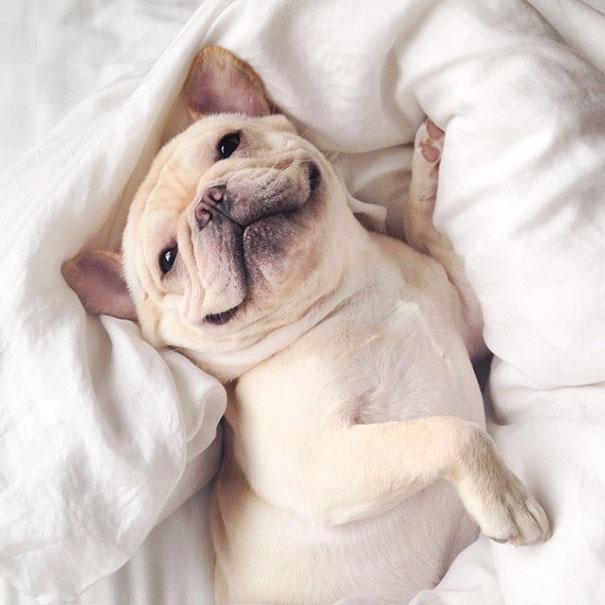 Bulldog | Forrás: boredpanda.com