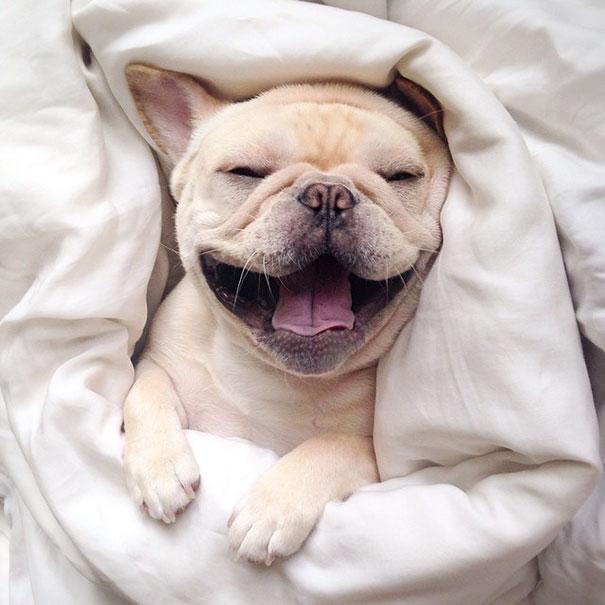Bulldog | Forrás: boredpanda.com