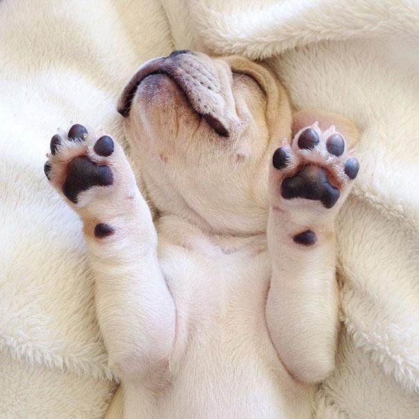 Bulldog | Forrás: boredpanda.com