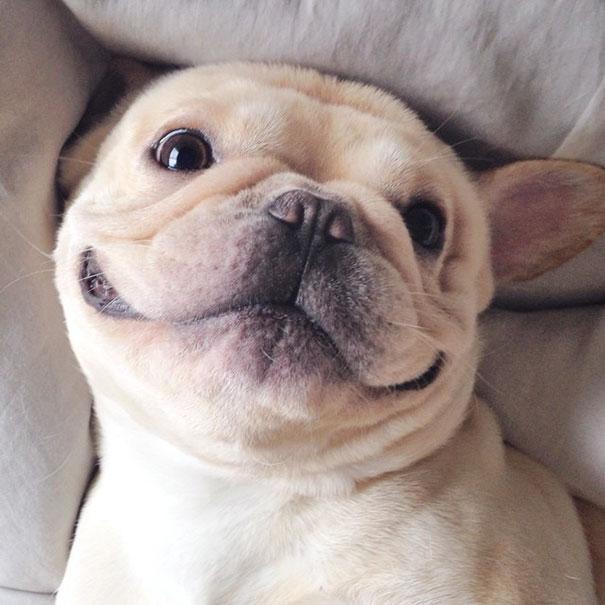 Bulldog | Forrás: boredpanda.com