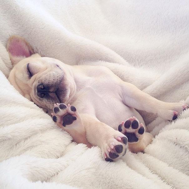 Bulldog | Forrás: boredpanda.com