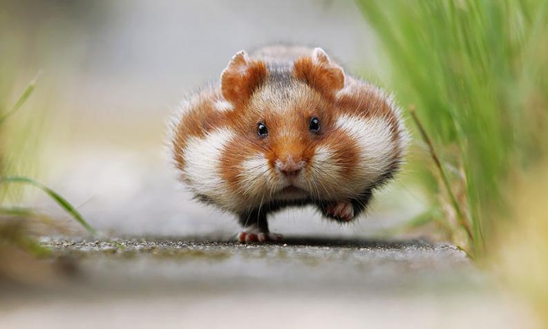 Fotó: boredpanda.com
