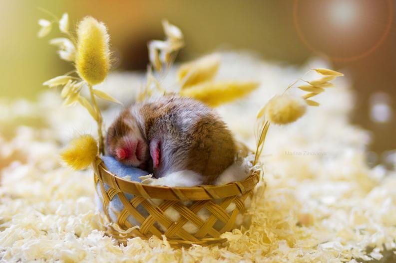 Fotó: boredpanda.com