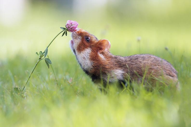 Fotó: boredpanda.com