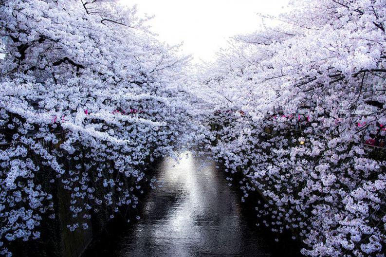 Fotó: Masayuki Yamashita via boredpanda.com
