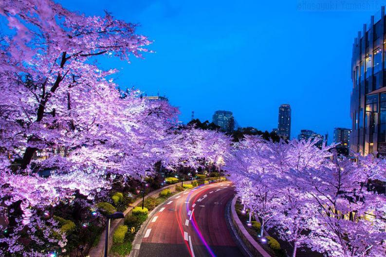 Fotó: Masayuki Yamashita via boredpanda.com