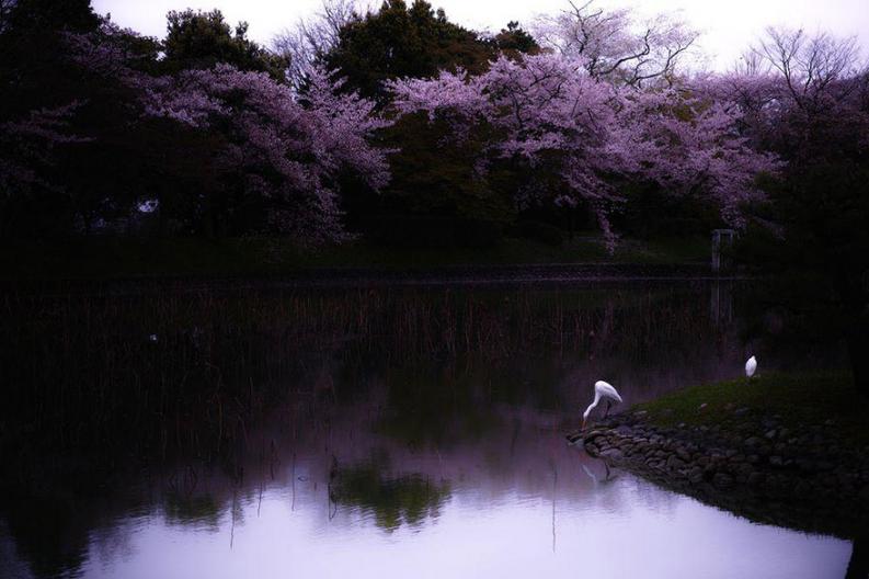 Fotó: S. Ohtani via boredpanda.com
