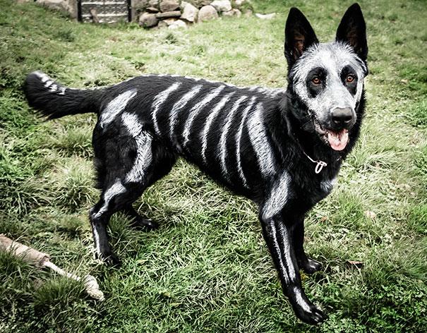 Kutyajelmezek | fotó via boredpanda.com