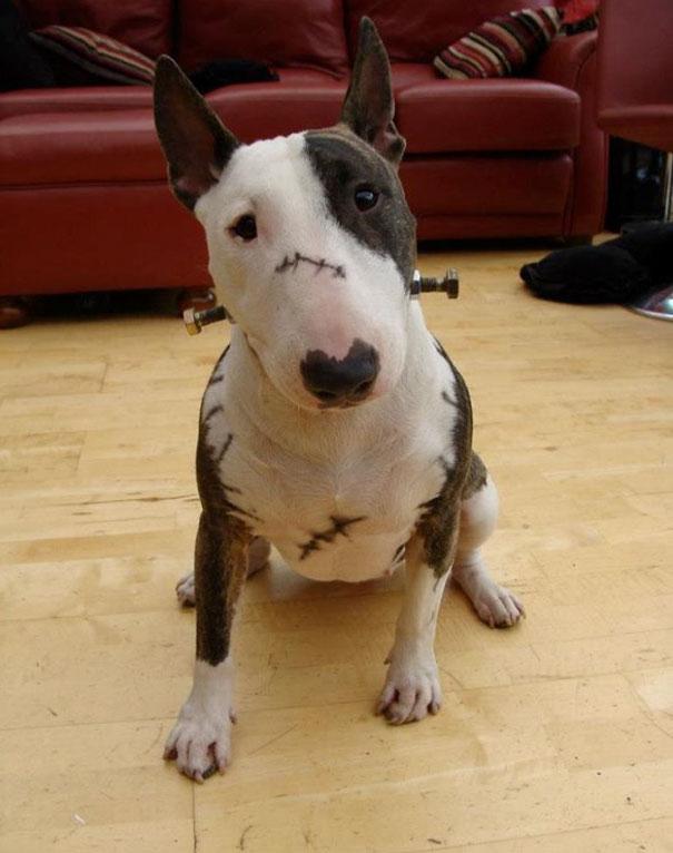 Kutyajelmezek | fotó via boredpanda.com