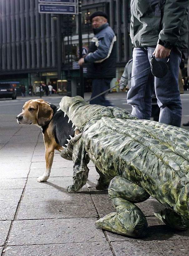 Kutyajelmezek | fotó via boredpanda.com